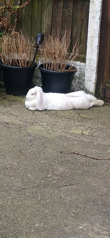 French lop female