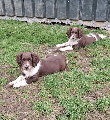 Stunning English Springer Spaniel Puppies