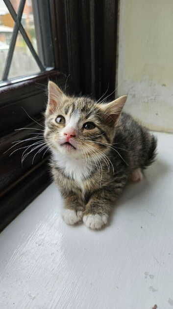 Mixed bengal kitten BOY for SALE!