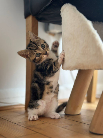 Adorable BSH Kittens Need To Be Rehomed
