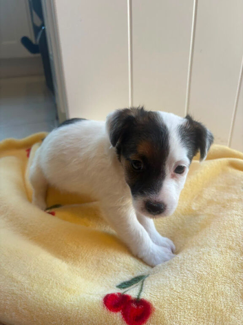 Jack Russel puppies looking for a loving home