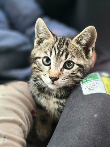 1 male bengal left