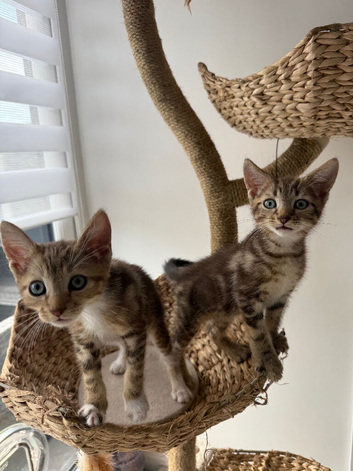 Tabby Kittens