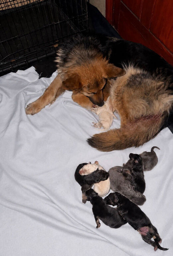 Multi coloured German Shepherd Puppies