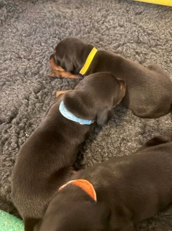 KC Registered European Dobermann Puppies | 91 Champions Behind the Parents