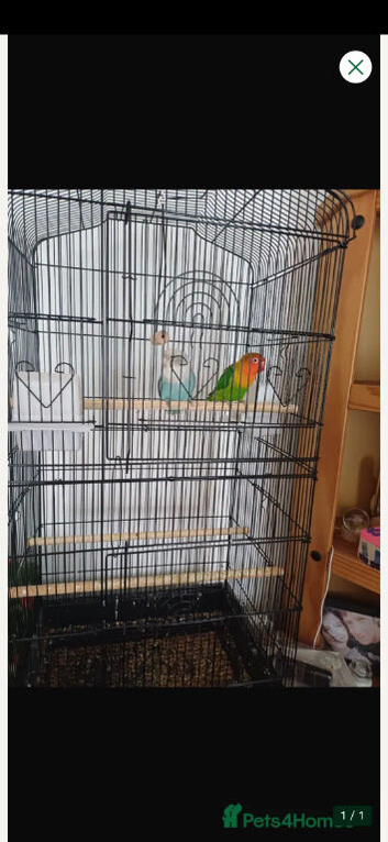 Lovebirds