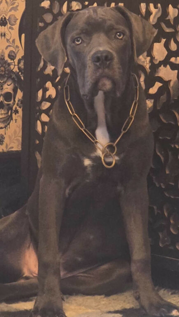 11 month old cane corso