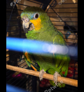 Amazon 2yrs old male