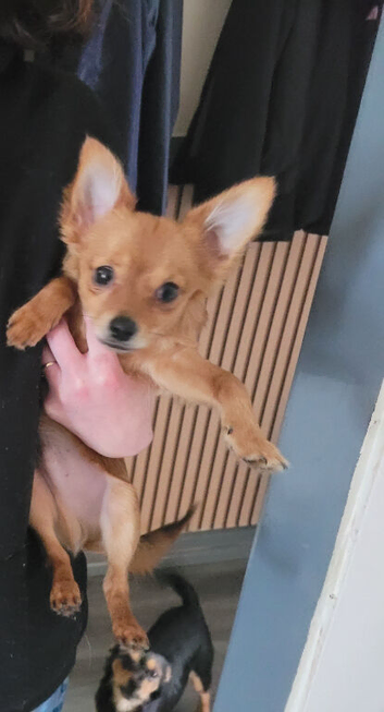 5 month old male chorkie