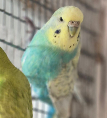 Female rainbow budgie