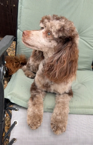 Chocolate Merle Toy Poodle For Stud SHORT NOTICE AVAILABLE in Leicestershire