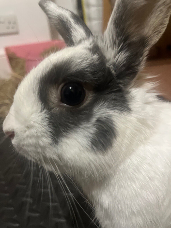 Healthy rabbit needs rehoming