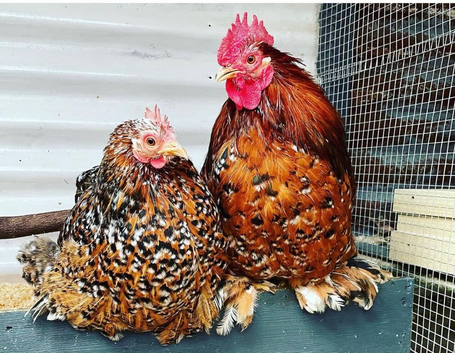 pekin&rsquo;s Bantams