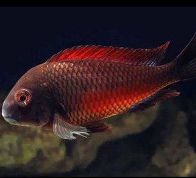 Tanganyika Chiclids For Sale