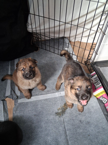 Full blooded German Shepherd puppies.