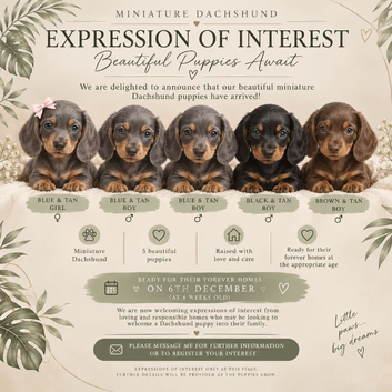 EXPRESSION OF INTEREST - MINIATURE DACHSHUND PUPPIES