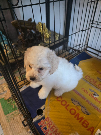 Maltipoo pups awaiting for new home.