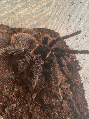 Brazilian Salmon pink goliath tarantulas