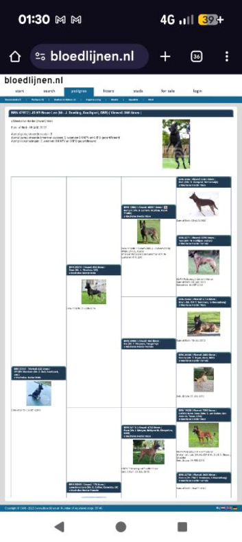 Bullherder breeding puppies born march