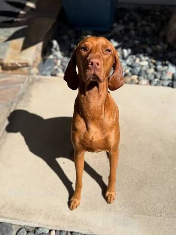 Lovely family, Dog looking for a Home
