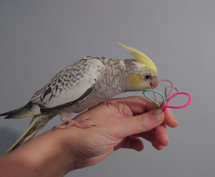 Hand reared silly tame DNA sexed baby cockatiels