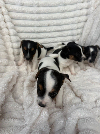 4 Jack Russel Puppy&rsquo;s