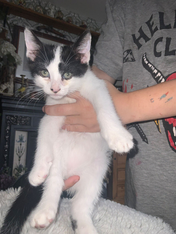 9 weeks old kitten