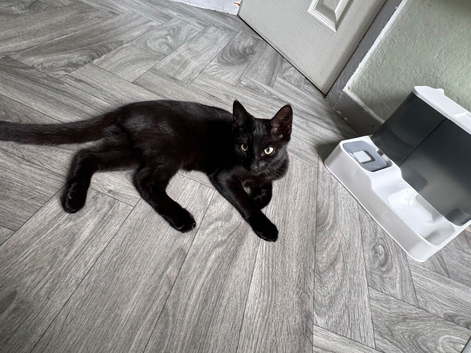 Black Bombay Male Kitten