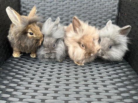 Lionhead lops ready to go!