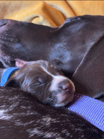 Gsp puppies, Litter of 9 KC registered Strong, Healthy pups.