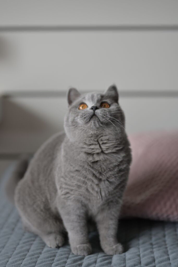 GCCF reg pedigree kitten