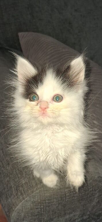 Kittens