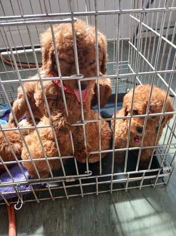 5 cockapoo pups 8 weeks old ready to go