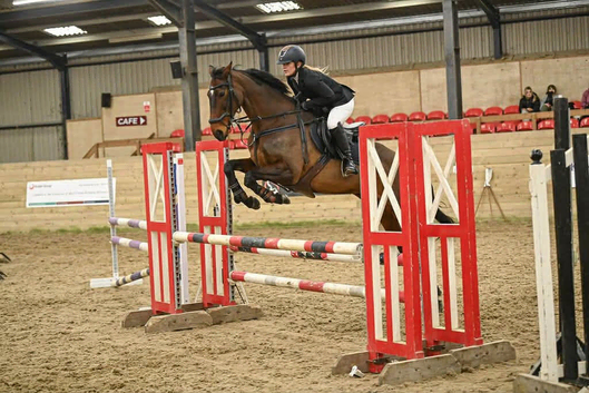 16,3 tb mare for sale