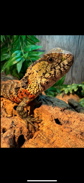 Shinisaurus Lizard (Crocodile) Lizard)
