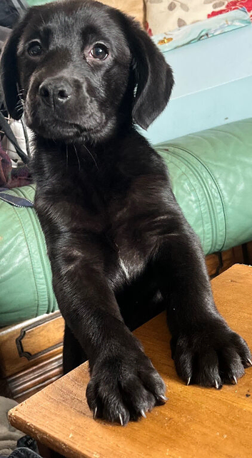 I have 3 lab puppies for sale