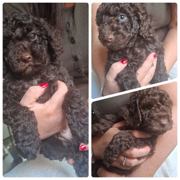 Purebred Miniature Poodle Puppies