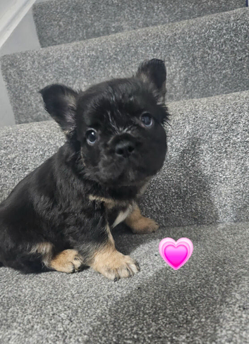 Fluffy french bulldog puppies
