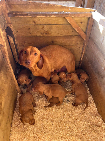 Beautiful Cockzler Puppies