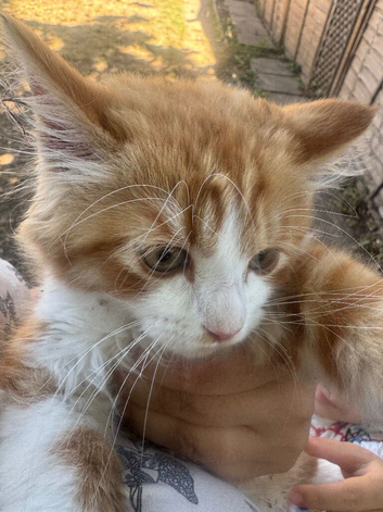 ginger kitten