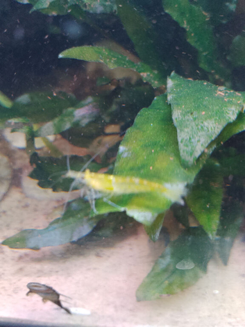 10 X Necrodina shrimp