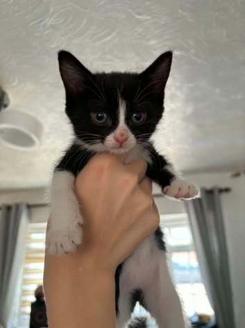Kittens for sale