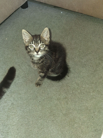 11 week female kitten