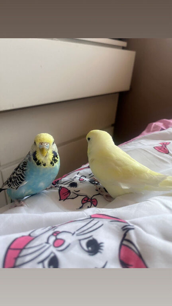 Budgies