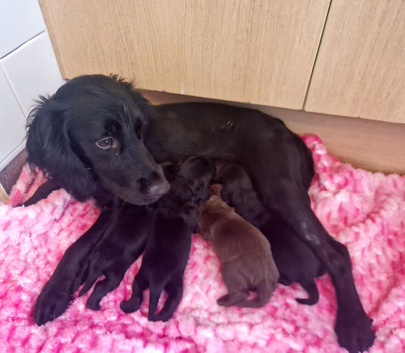 Beautiful cocker spaniel puppies