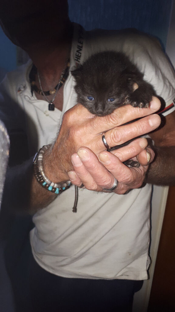 3 kittens 3 weeks old  ready in 5 weeks