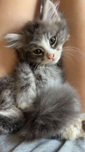 Norwegian cross Maine coon kittens