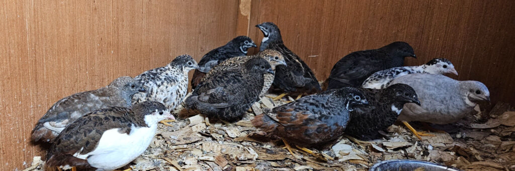 Chinese painted quail selling altogether