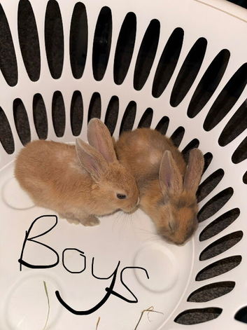 Baby rabbits