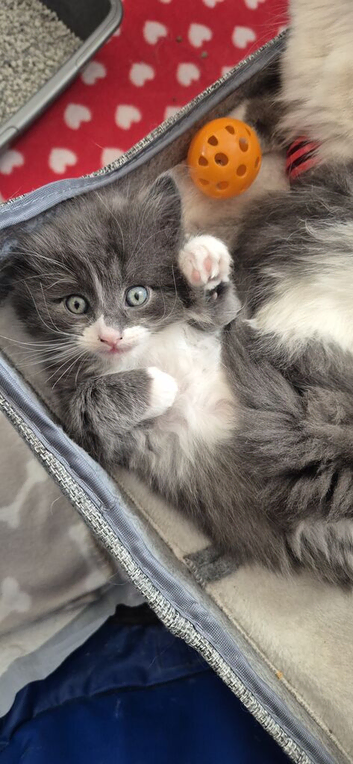 Ragdoll cross kittens
